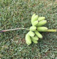 Green banana bunch (koala)