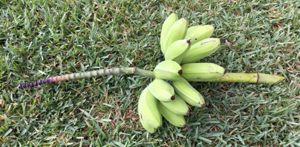 Green banana bunch (koala)